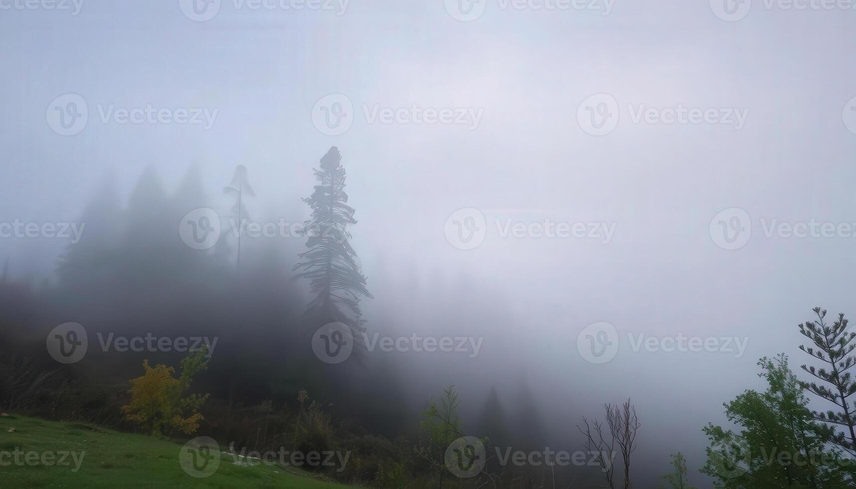 A foggy forest with trees and grass photo