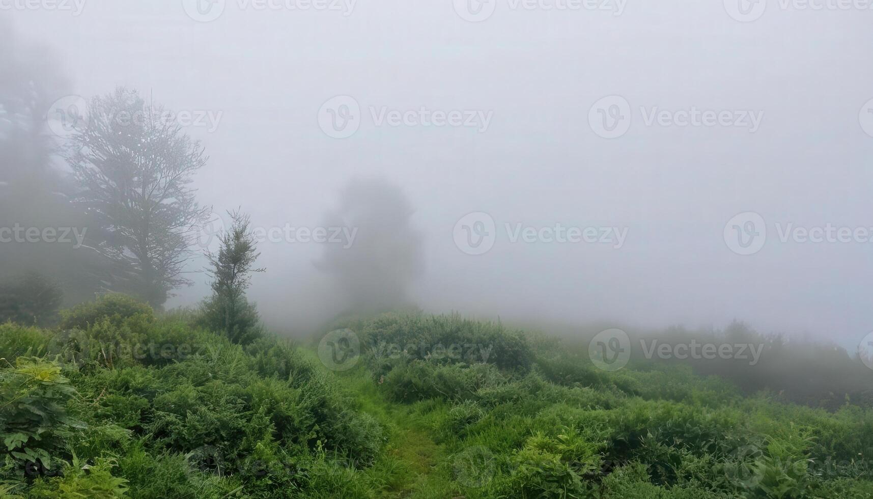 A path through the fog in the mountains photo