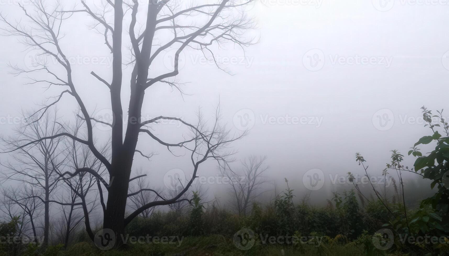 A foggy forest with bare trees and grass photo