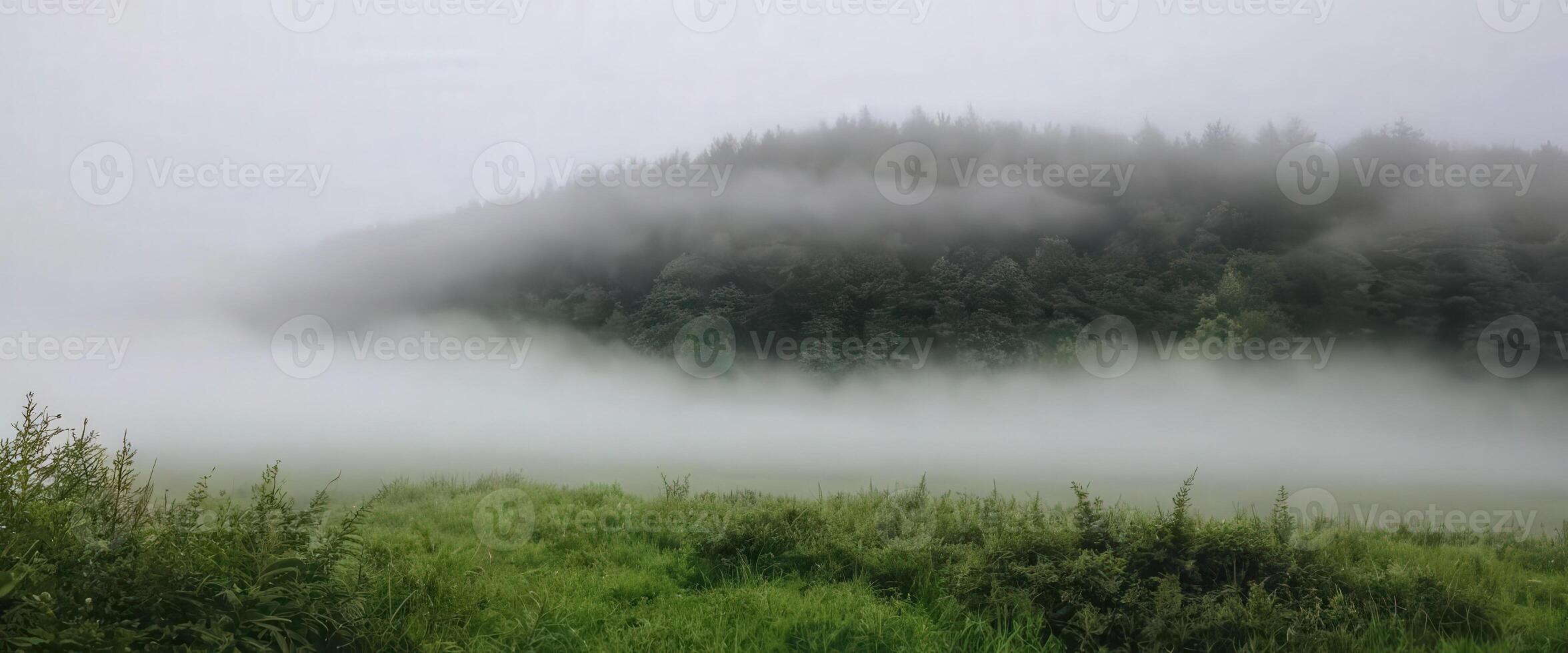 Foggy forest with trees and grass photo