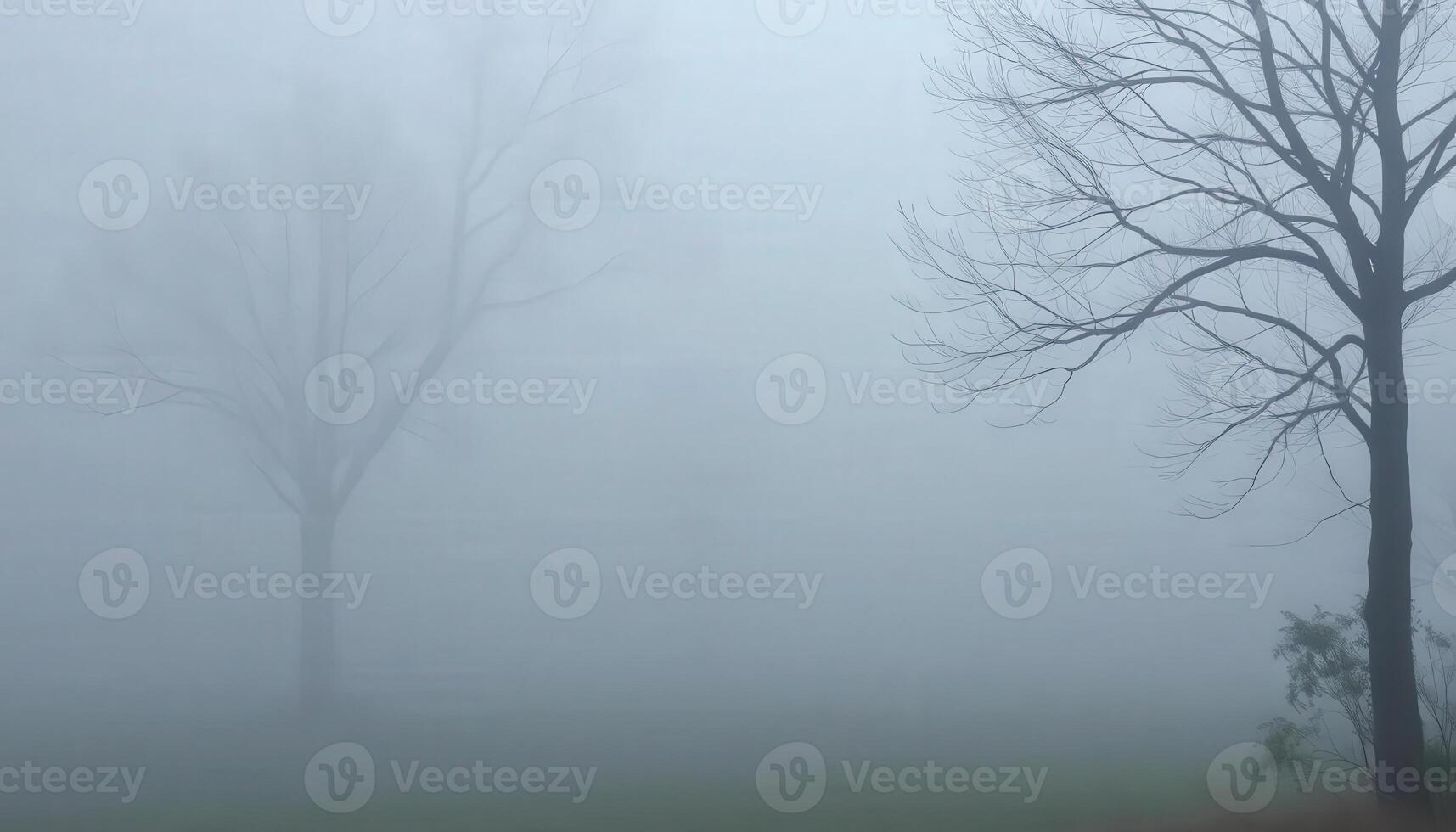 A foggy day in the park photo