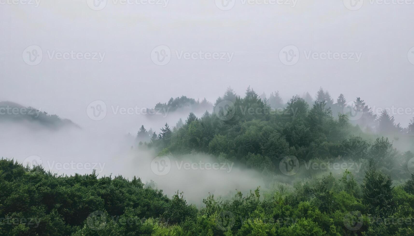 A forest with trees and fog in the background photo