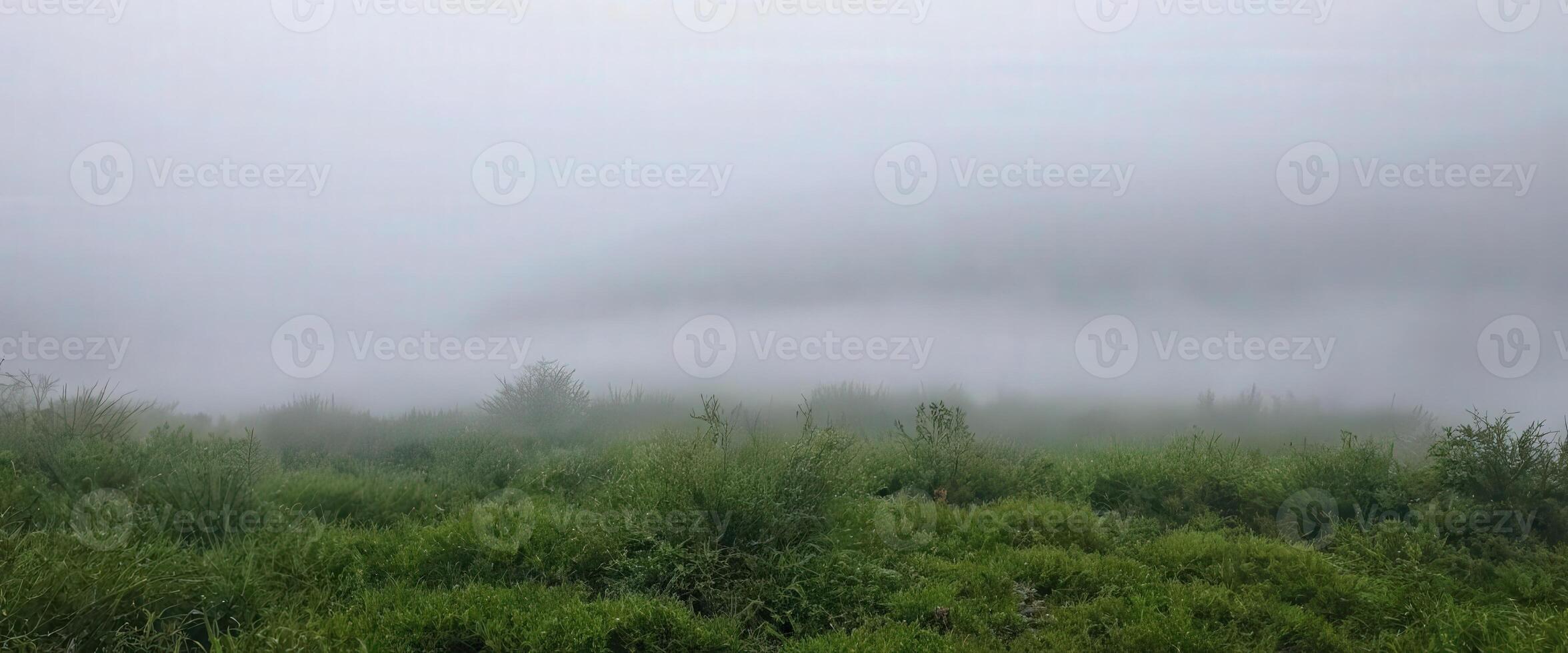 A foggy field with grass and trees photo