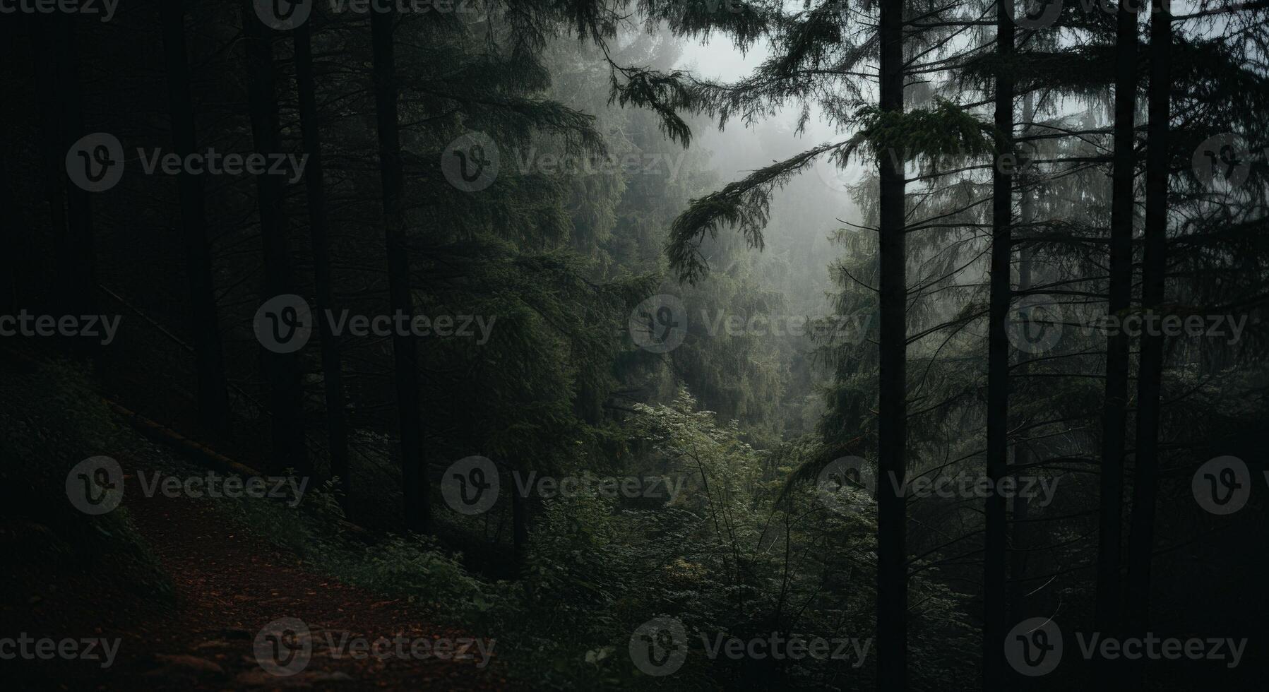 A path through a dark forest with trees photo