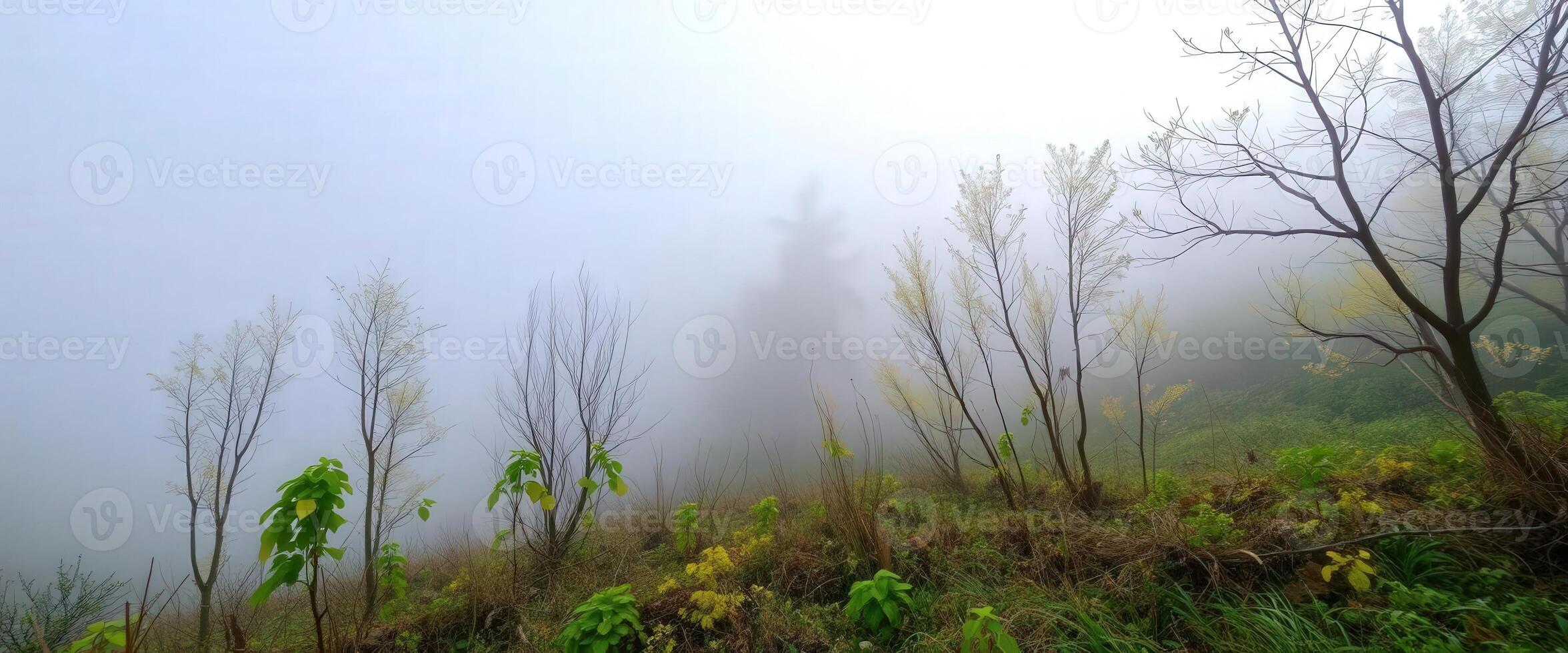 A foggy morning in the mountains with trees and grass photo