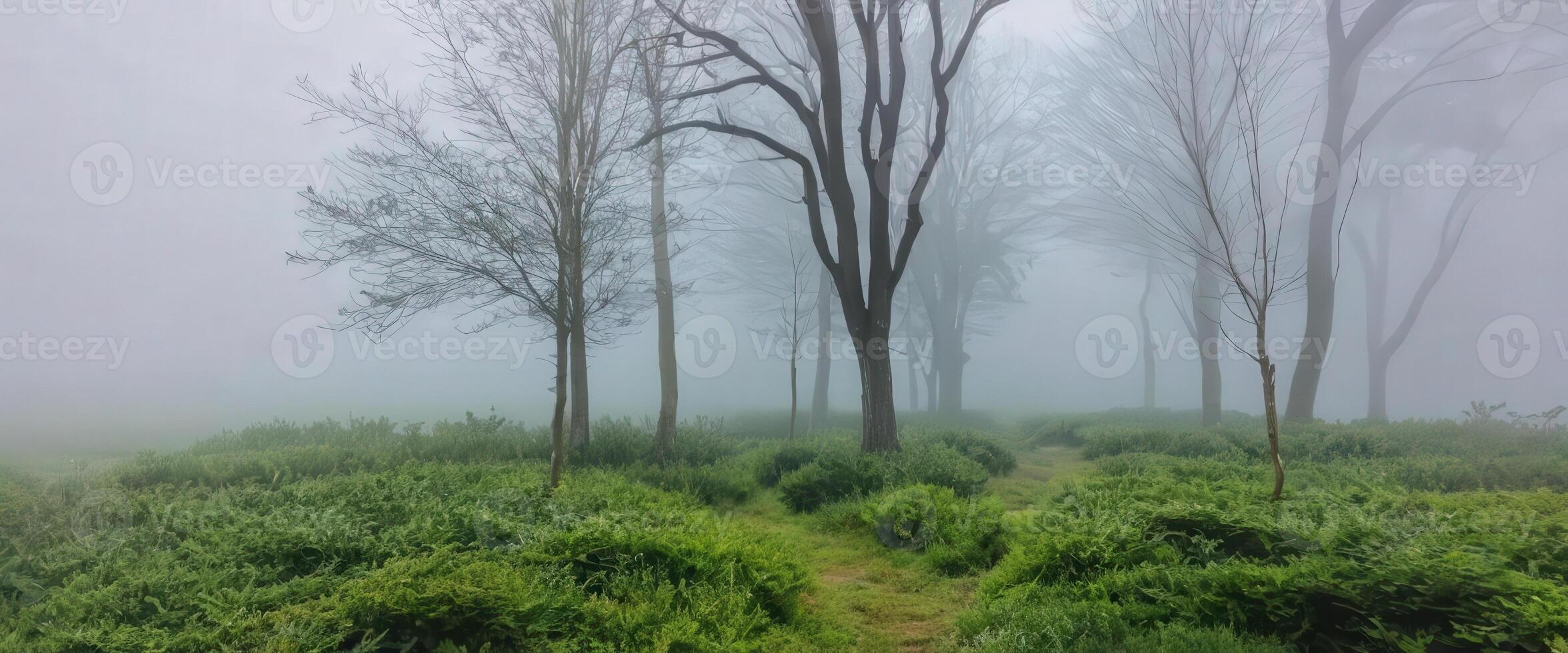 A path through a foggy forest with trees photo