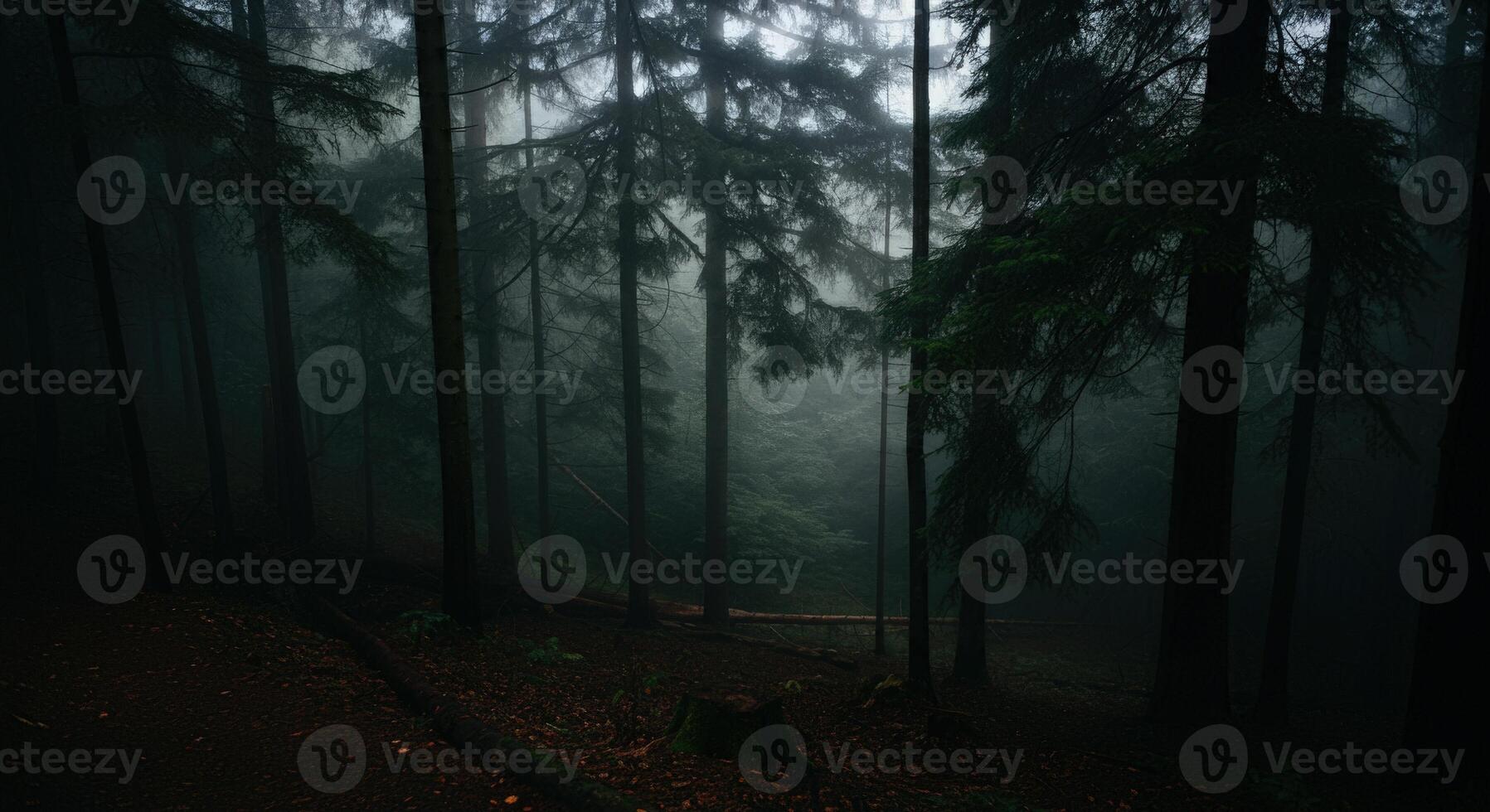 A dark forest with trees and a path photo