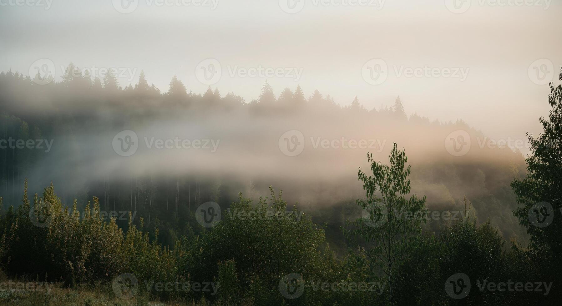A misty forest with trees and fog photo