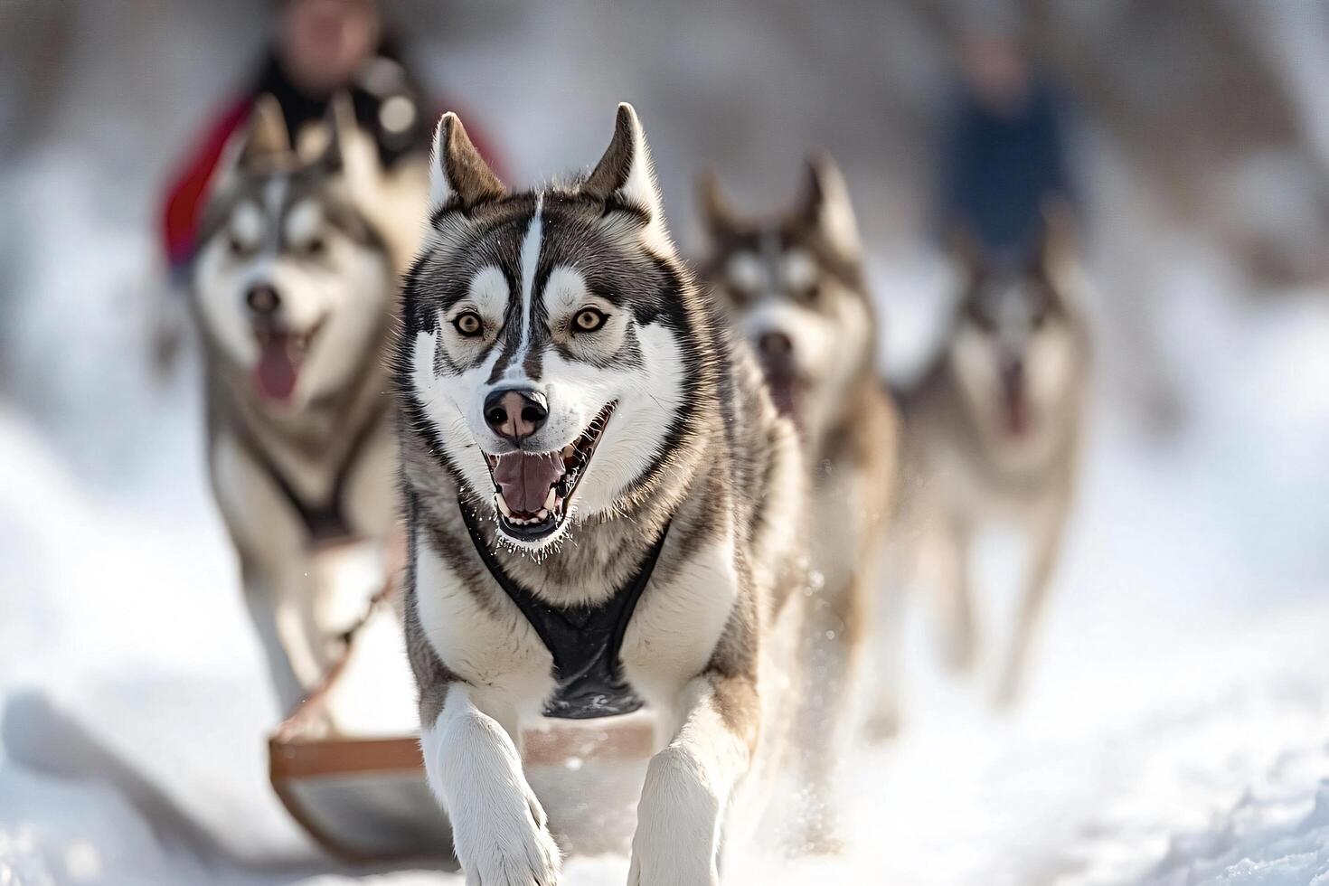 Team of sled dogs running through snowy forest photo