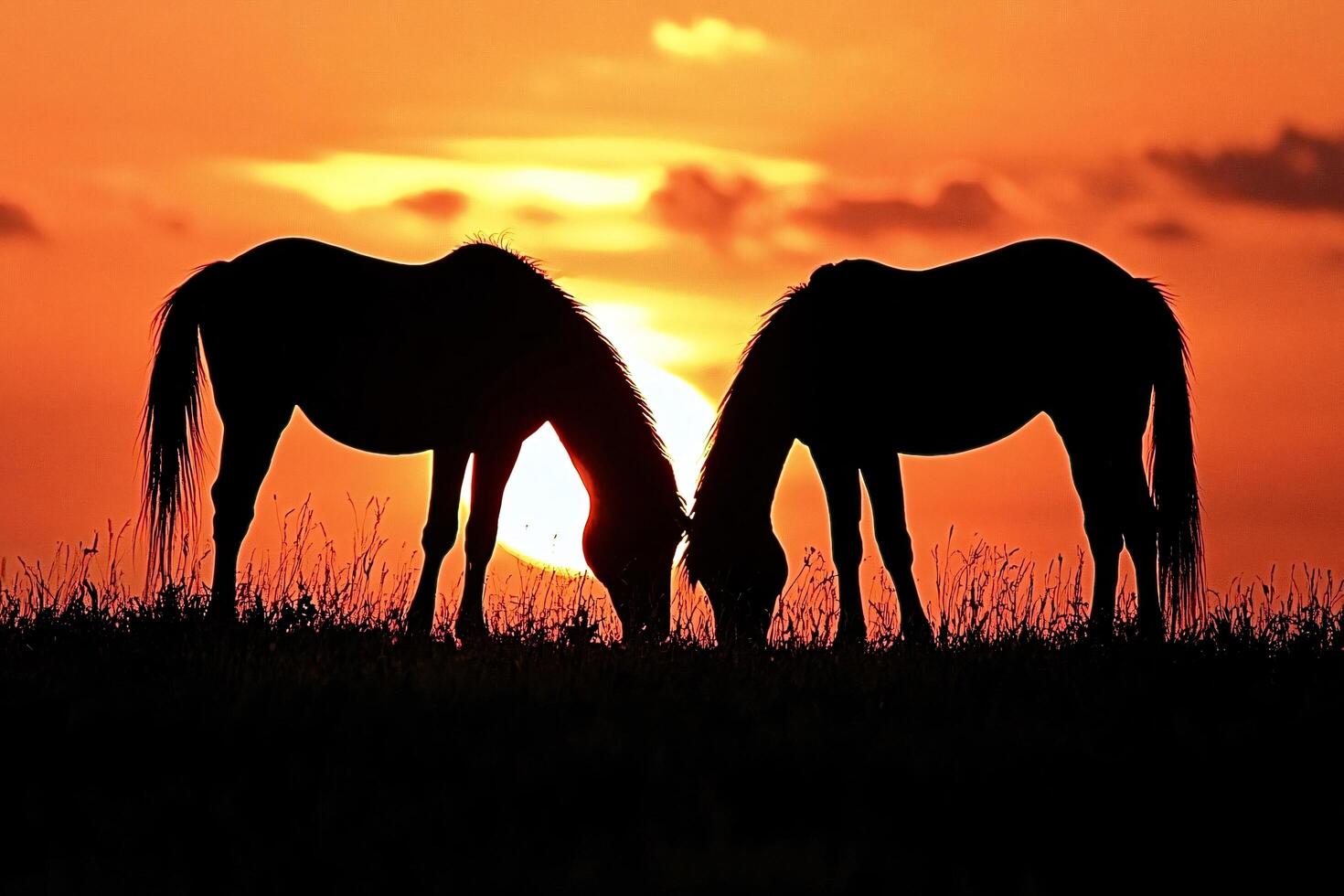 Two horses grazing at sunset creating romantic silhouette photo