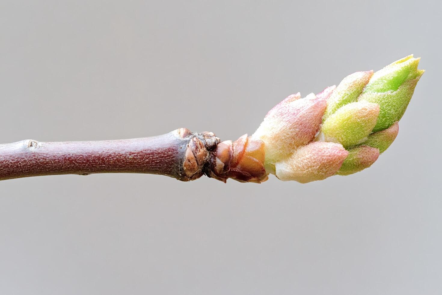 Emerging bud growing on tree branch in spring photo