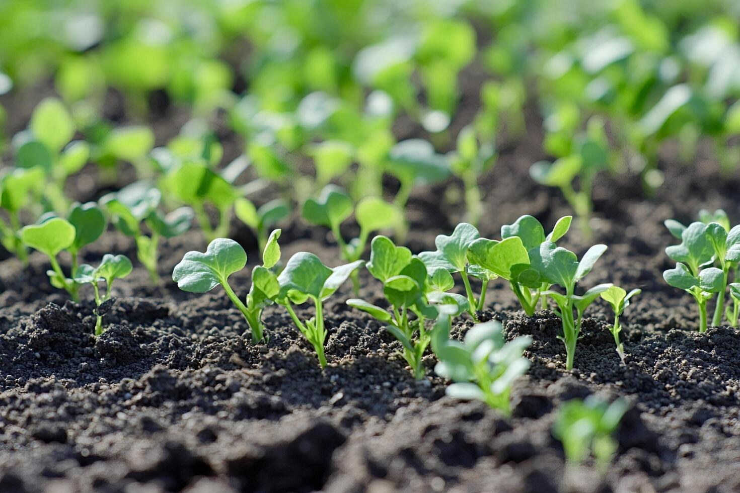 Young radish sprouts growing in fertile soil on sunny day photo