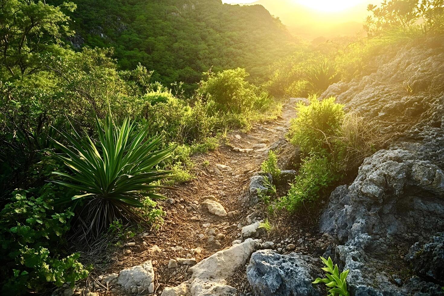 Hiking trail leading into lush green valley at sunset photo