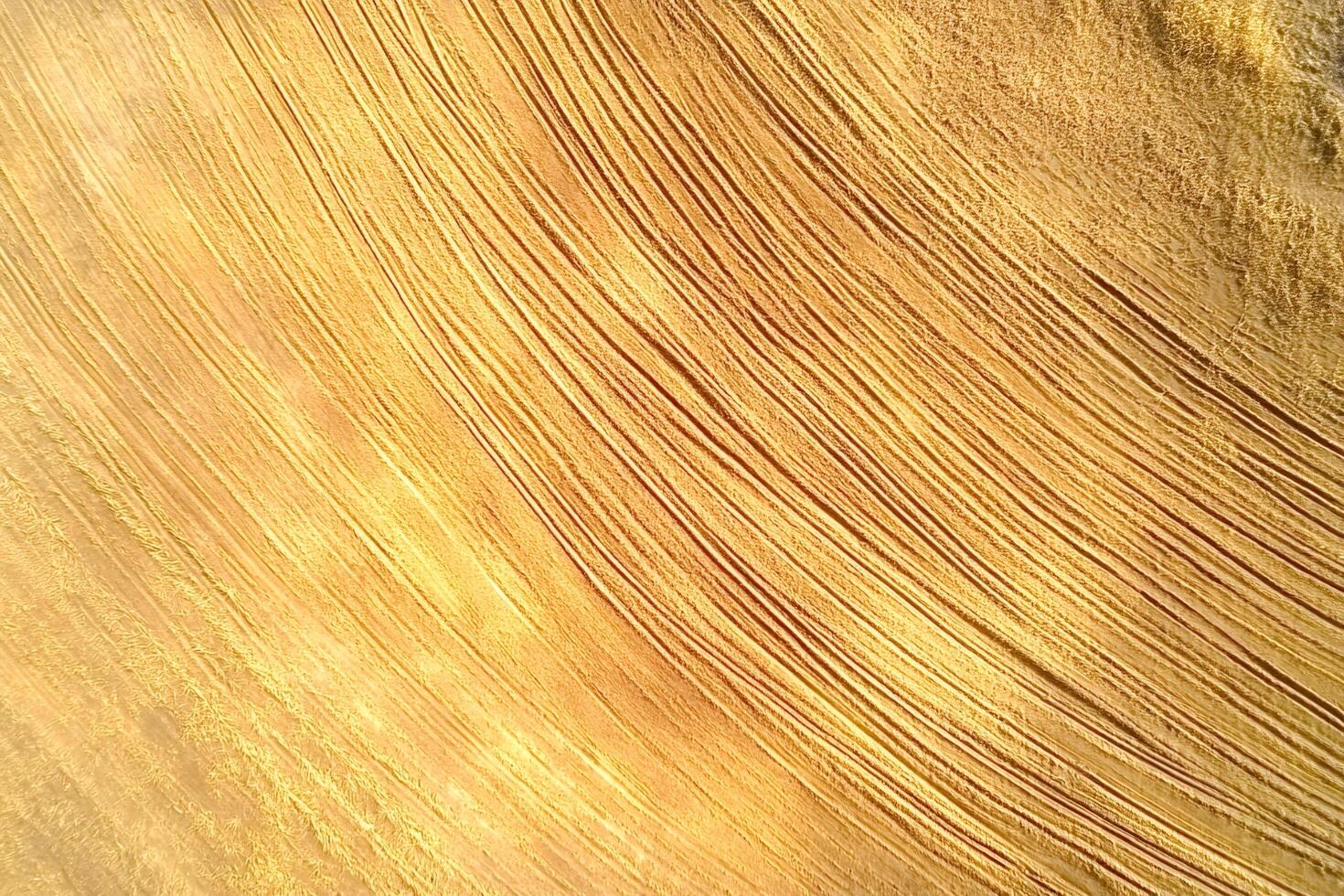 Golden wheat field creating stunning diagonal lines at sunset photo