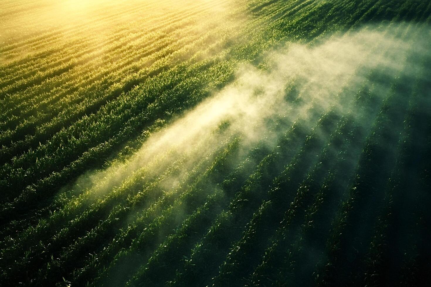Early morning mist hovering over lush green agricultural field photo
