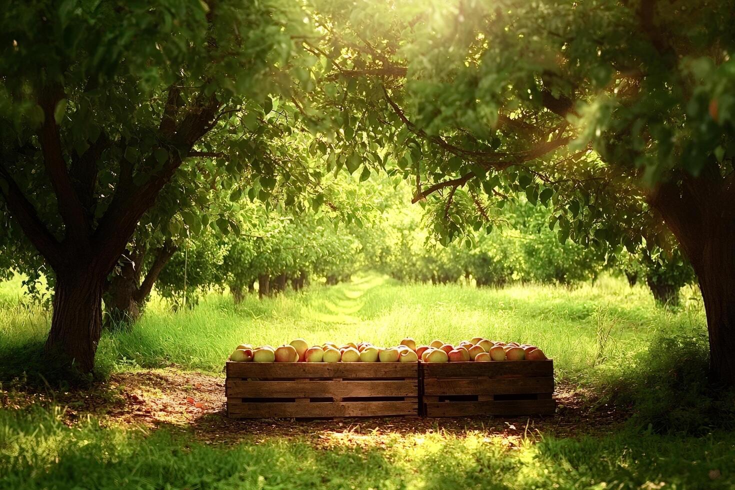 Apple orchard harvesting freshly picked apples in wooden crates during sunset photo