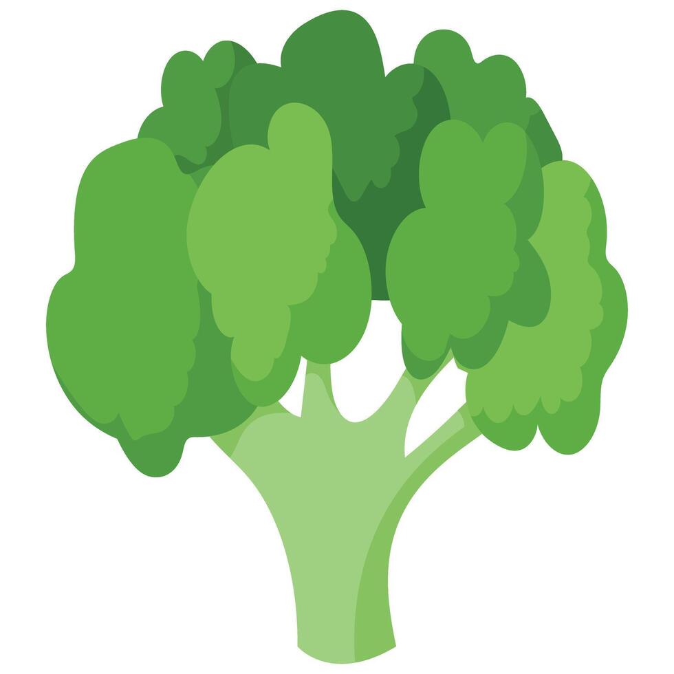 Discover the power of Broccoli Superfood, a nutrient-packed vegetable perfect for enhancing your diet. Boost your health with delicious recipes and vibrant dishes vector