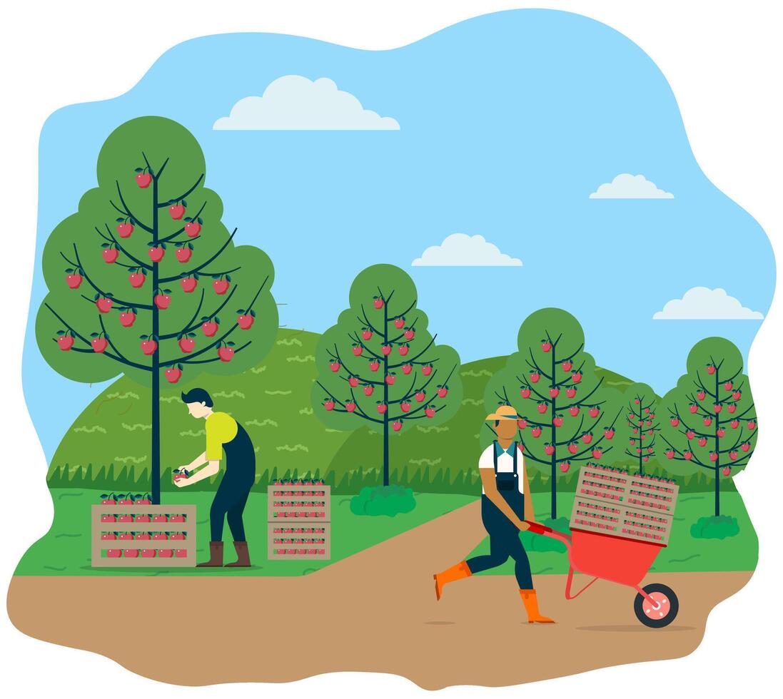 Farmer picking apples in the garden while arranged in fruit boxes. The harvest is carried in a wheelbarrow by another worker. Farmer activity. Agricultural concept. vector