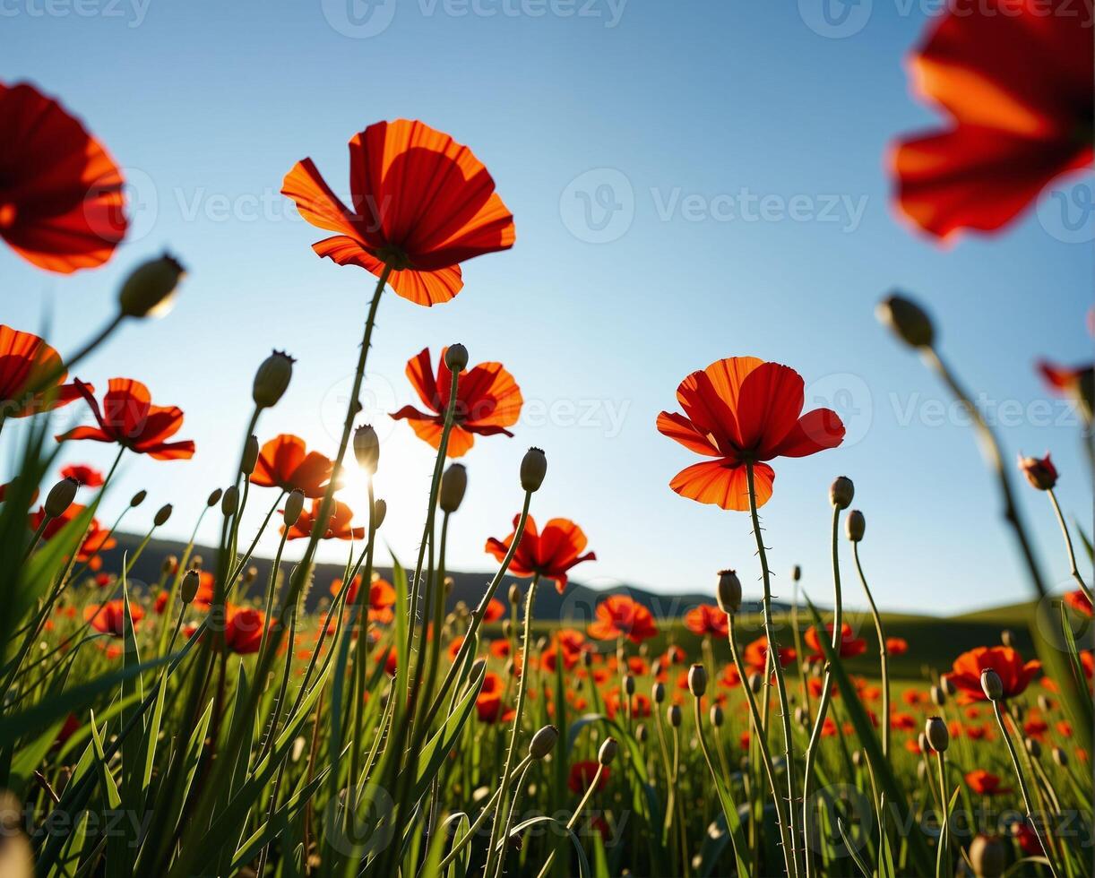 vibrante rojo amapola flores en contra claro azul cielo a amanecer foto