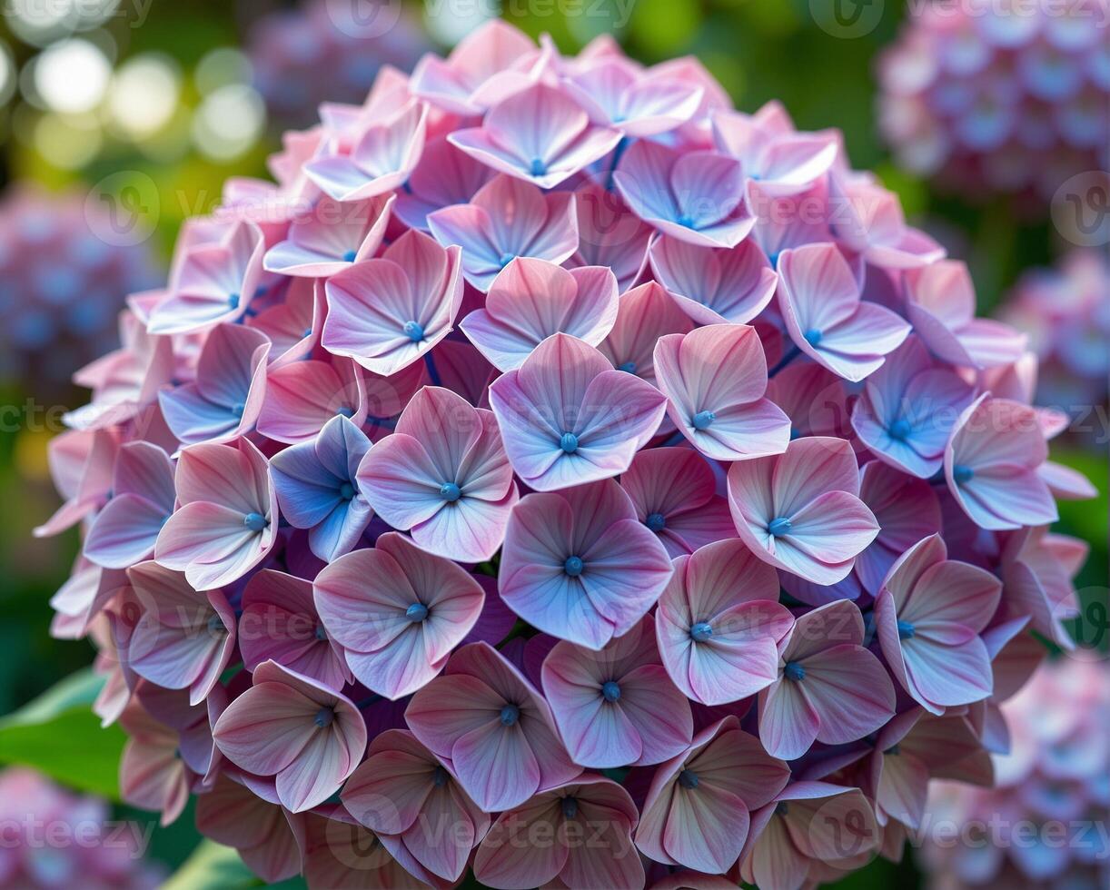 Colorful Hydrangea Bloom Featuring Purple and Pink Floral Petals photo