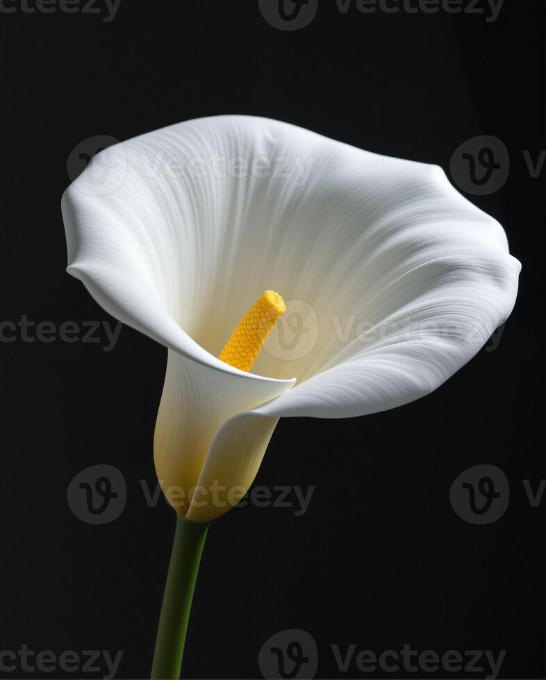 Elegant White Calla Lily Flower on Black Background with Detail photo