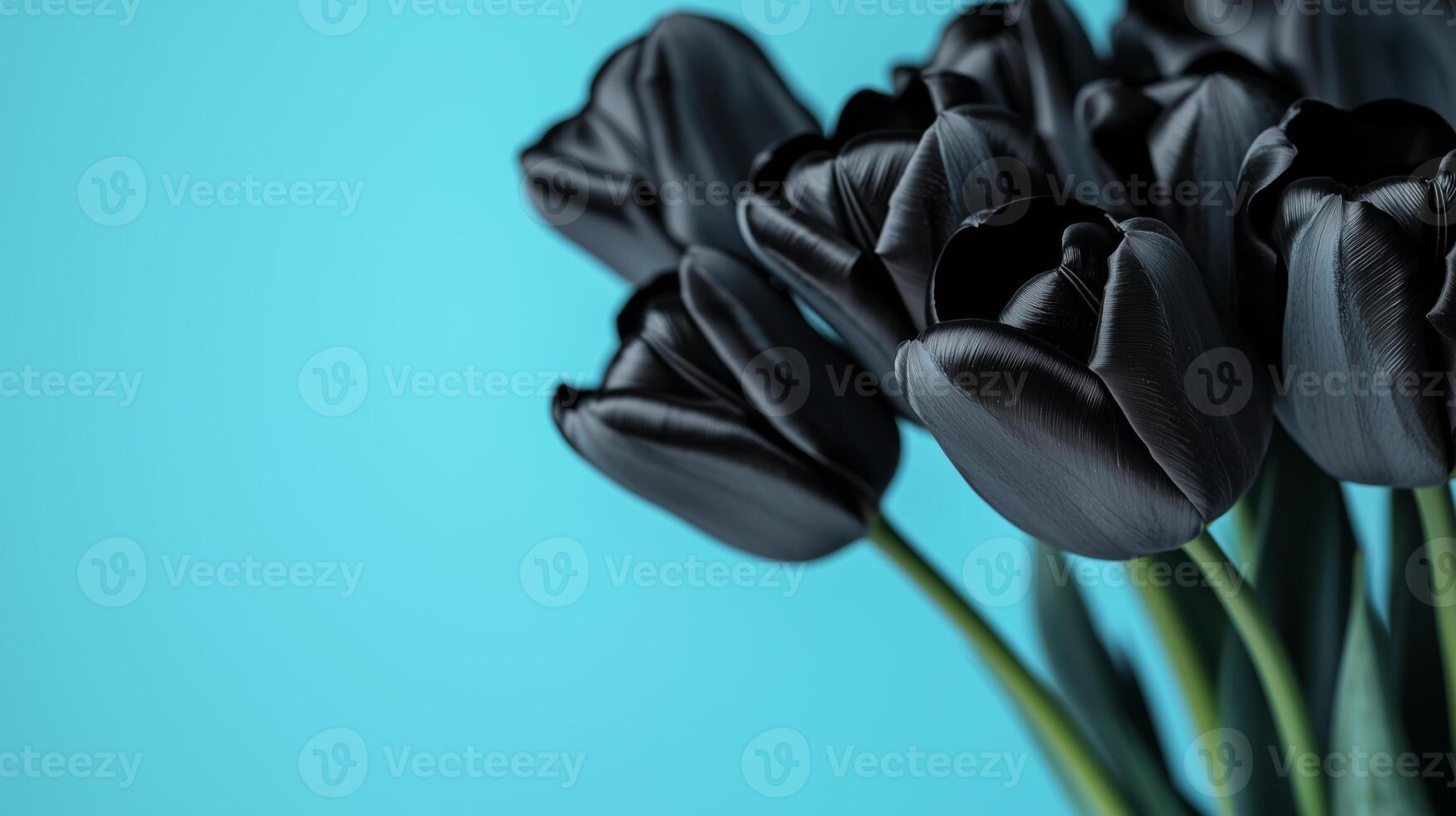 Close up of beautiful bouquet of black tulips on simple colored background. 11 photo