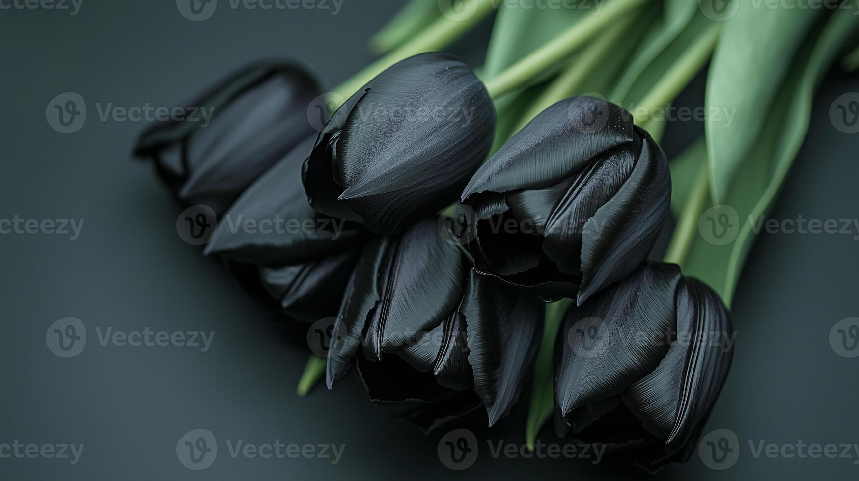 Close up of beautiful bouquet of black tulips on simple colored background. 13 photo