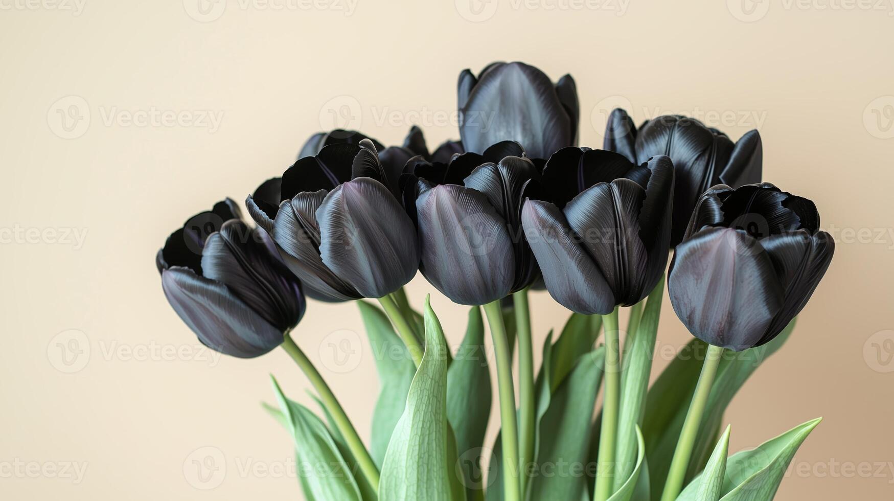 Close up of beautiful bouquet of black tulips on simple colored background. 15 photo