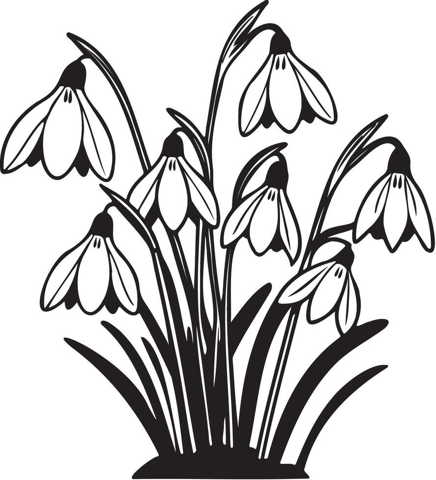 An elegant, hand-drawn black and white line artwork of delicate snowdrop flowers in full bloom on white background. vector