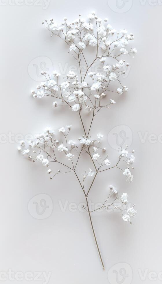 Delicate White Babys Breath Flowers photo