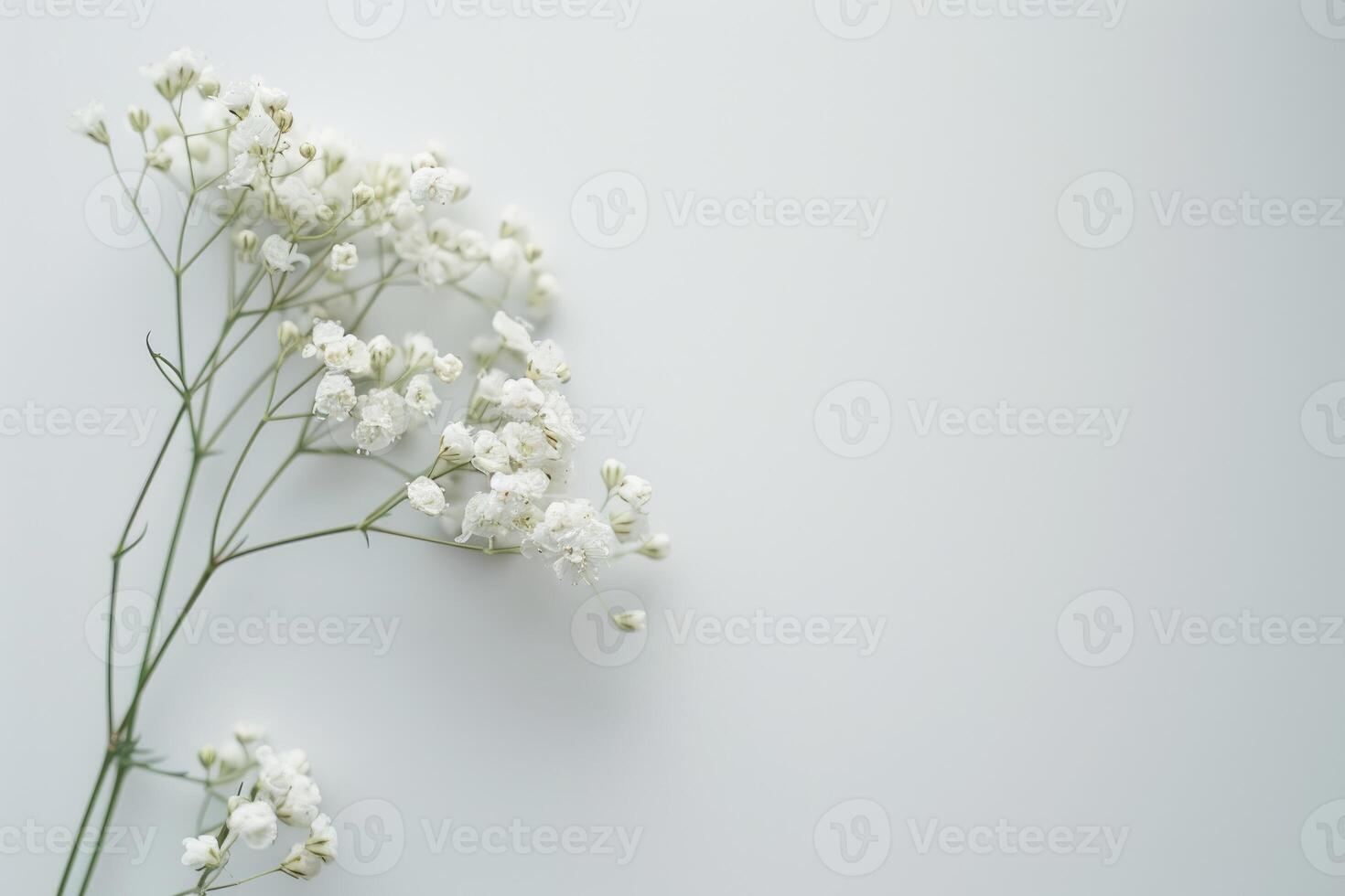 Delicate white baby breath flowers on a white background photo