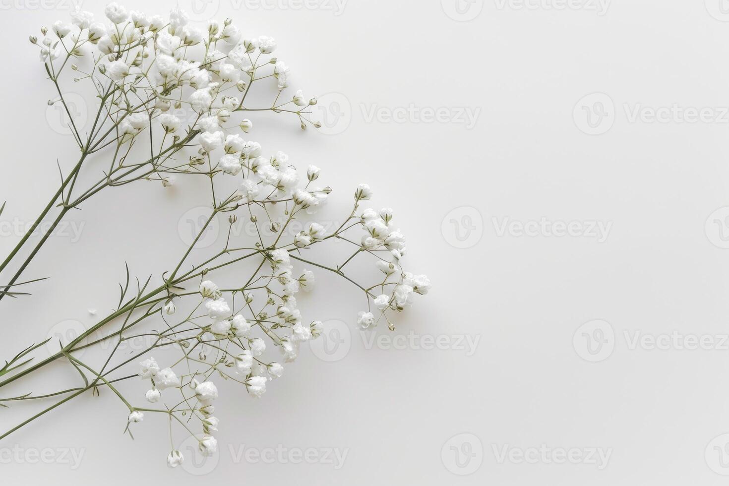 Delicate White Baby Breath on White Background photo