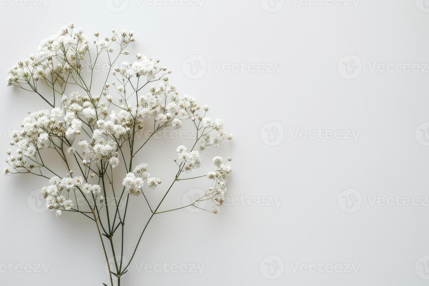 Delicate baby breath flowers on white background photo