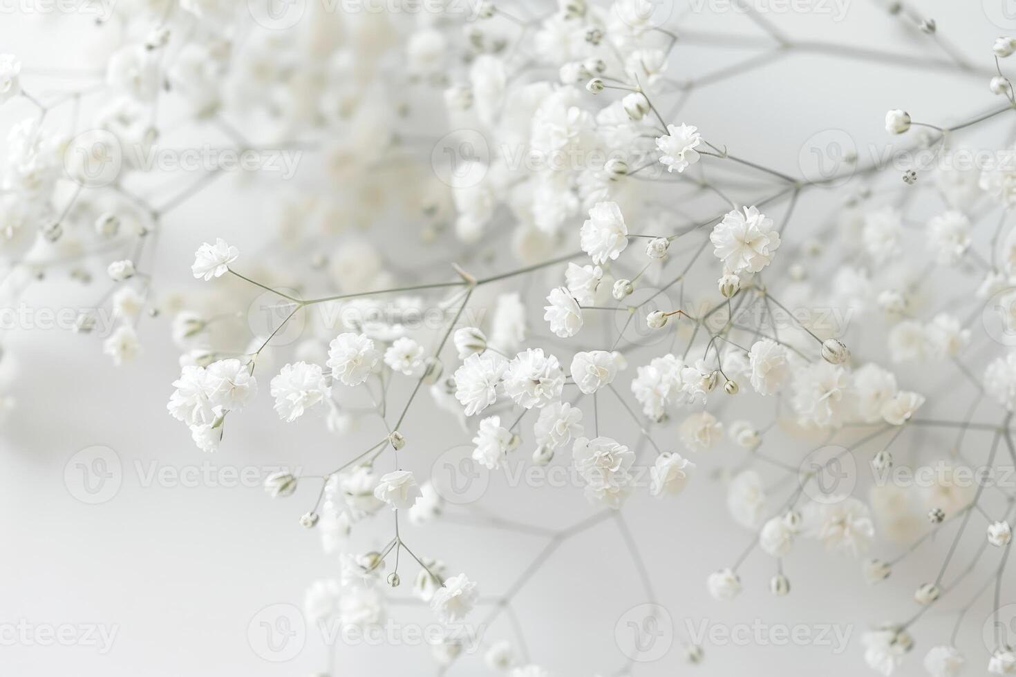 close up Delicate White Baby Breath Flowers Branch photo