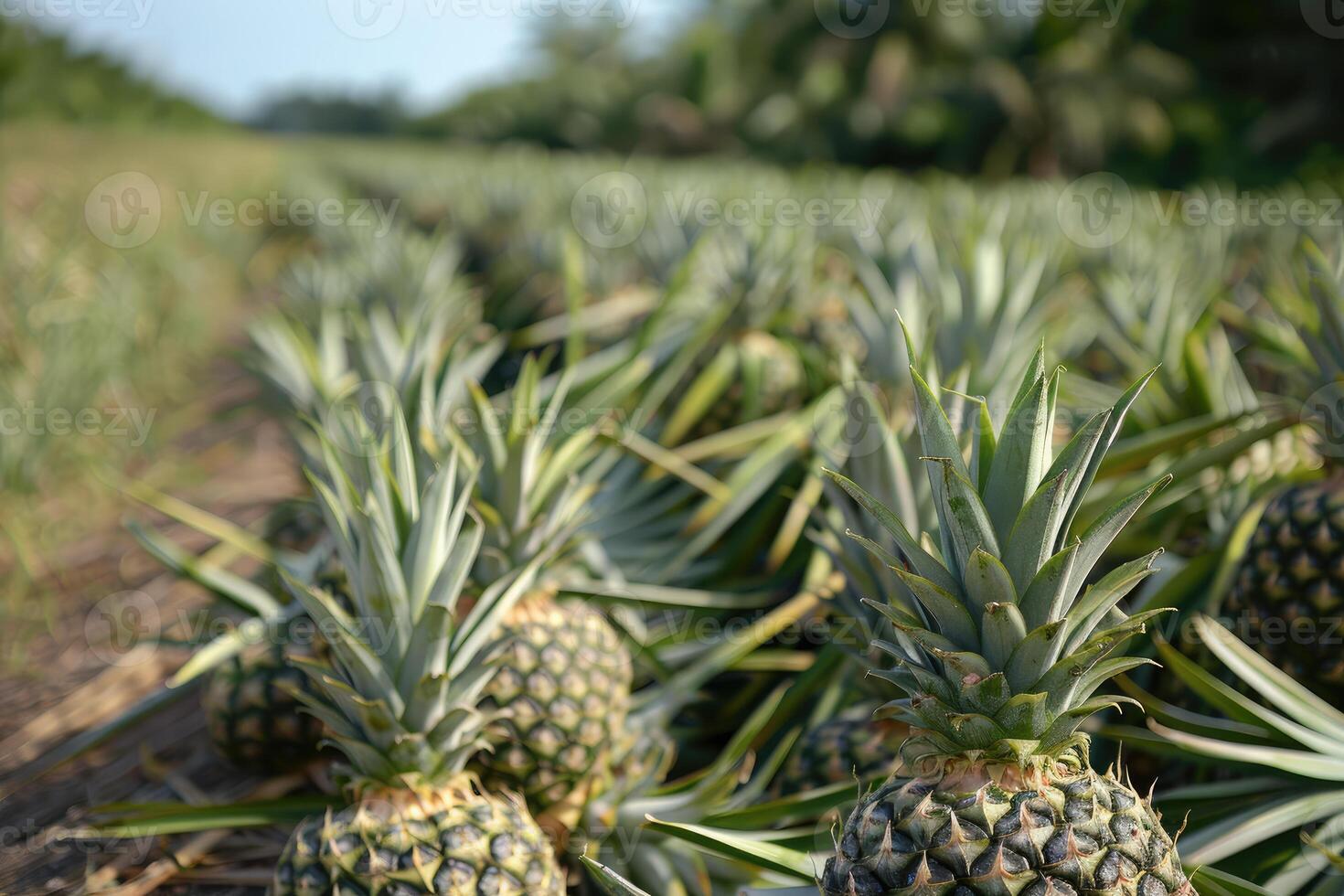 Ripe pineapples growing in a field photo