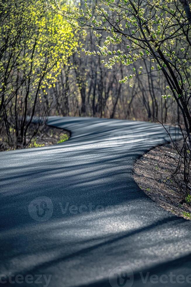 Winding Asphalt Path Through Spring Woods photo