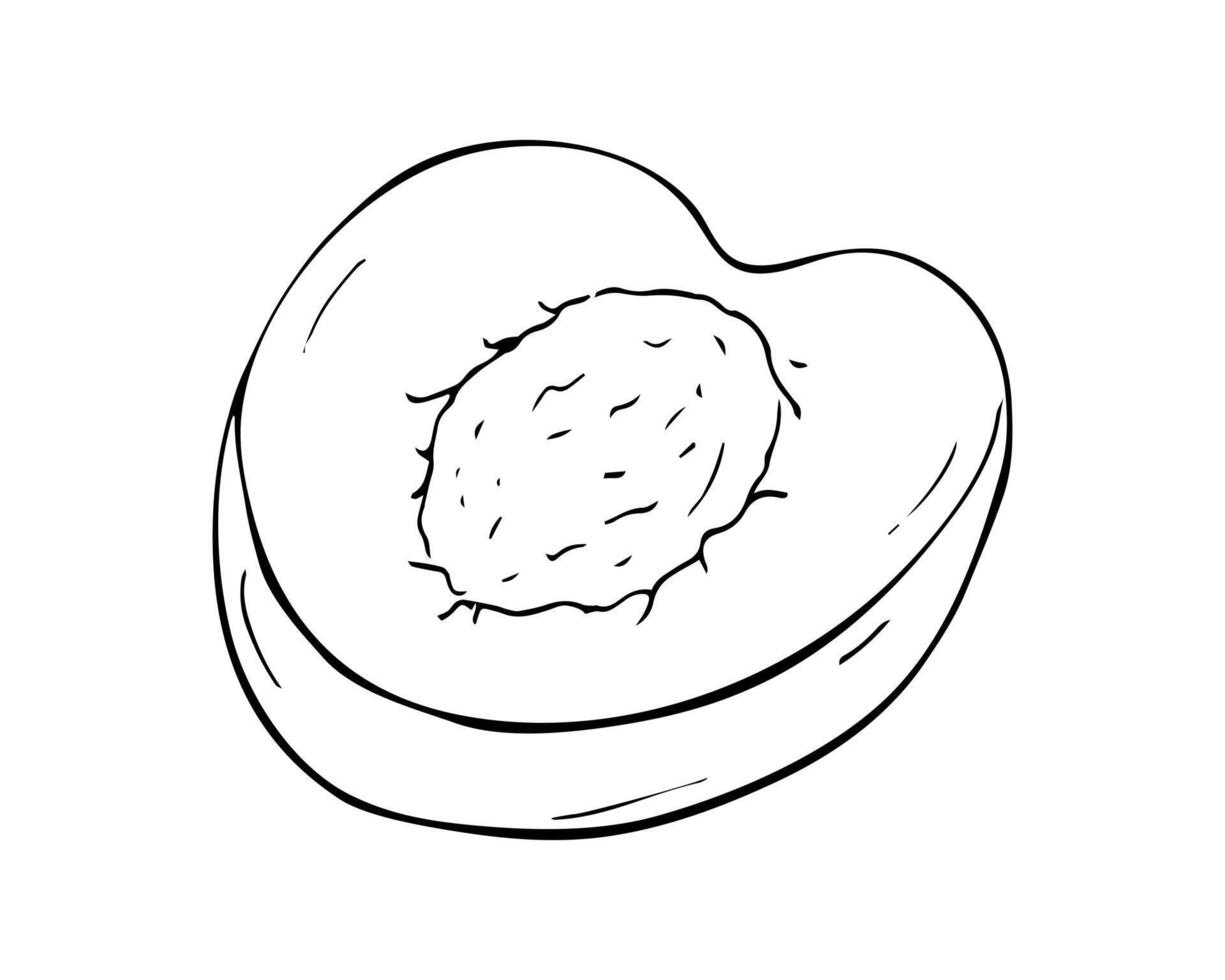 Half an apricot. Hand-drawn fruit Isolated illustration on white background. vector