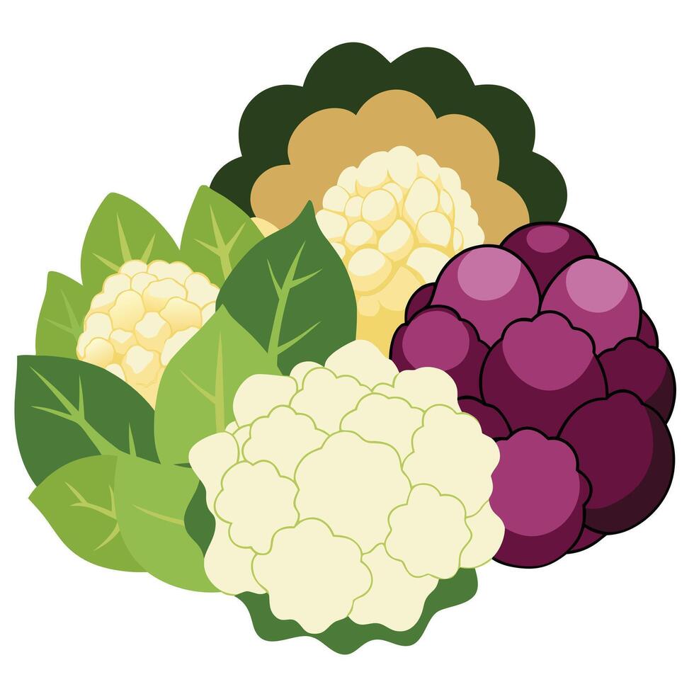 cauliflower, broccoli, and cabbage are shown in this illustration vector