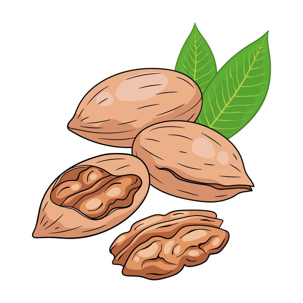 Pecan nuts in shell and cracked with nut inside. hand drawn colored food illustration vector