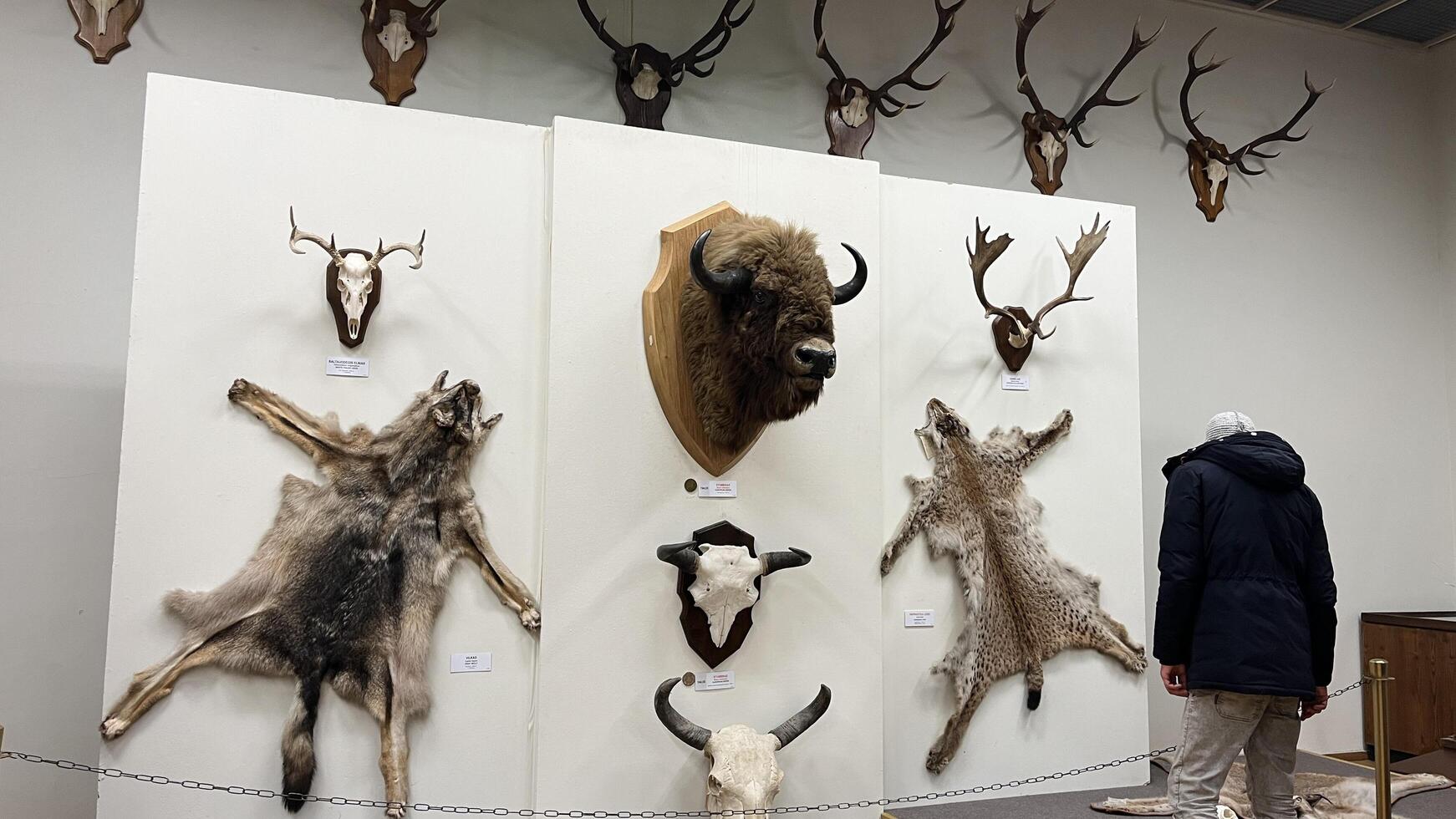 Kaunas, Lithuania. February 16, 2025. Diverse collection of taxidermy African animals in a museum exhibit. Natural history museum display exploring wildlife and conservation themes. photo