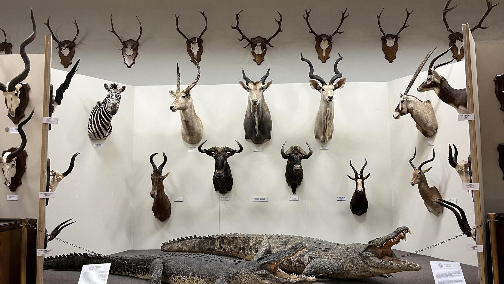 Kaunas, Lithuania. February 16, 2025. Collection of taxidermy animals in a museum exhibit. Natural history museum display exploring wildlife and conservation themes. photo