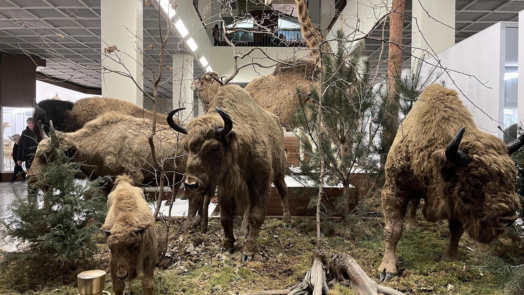 Kaunas, Lithuania. February 16, 2025. View of the large animal in Kaunas Museum of Zoology. photo