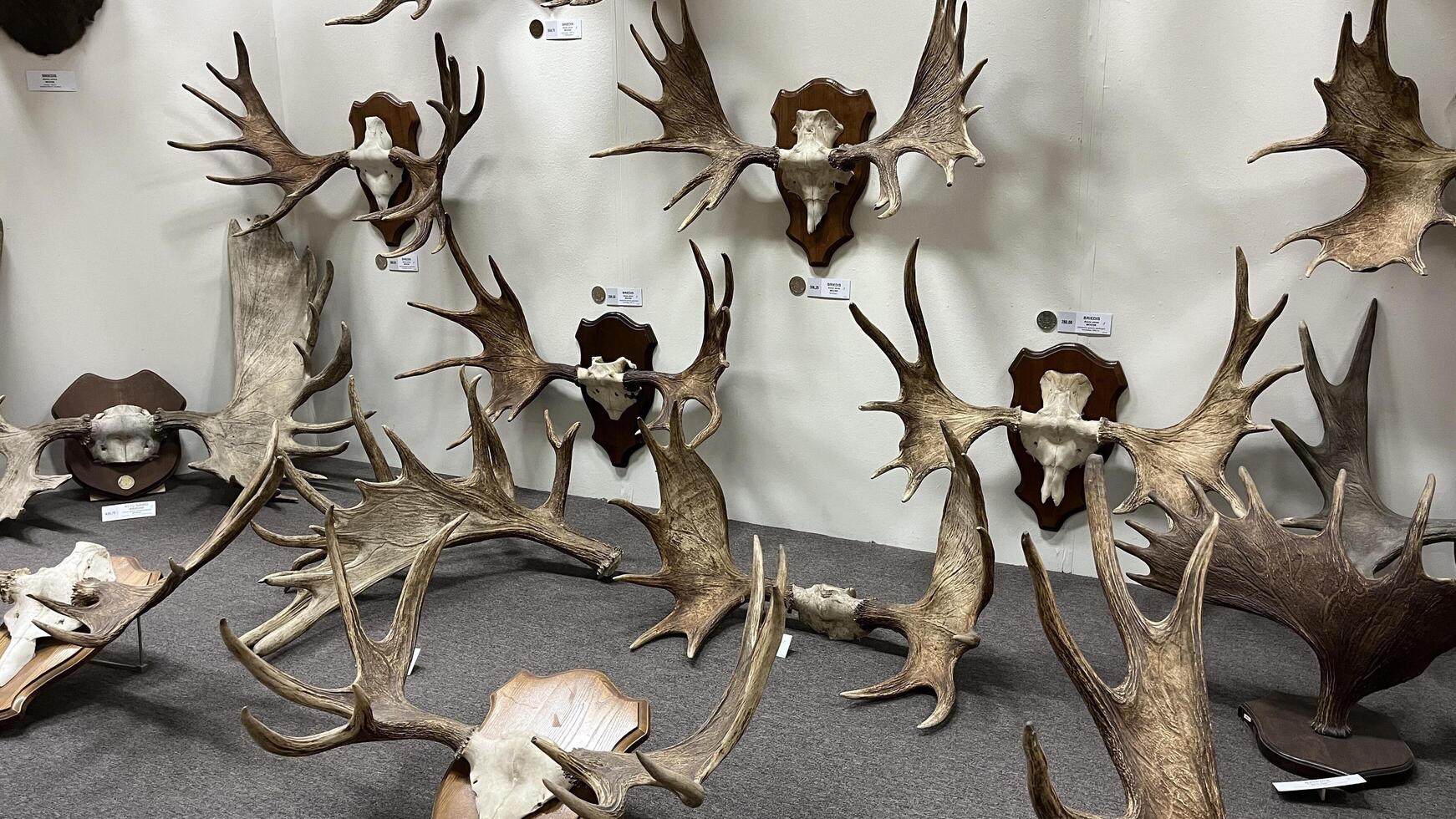Kaunas, Lithuania. February 16, 2025. Moose antlers, mounted on a textured wall in museum. Detailed close-up showcasing the natural beauty and intricate patterns of the bone. Rustic, vintage aesthetic photo