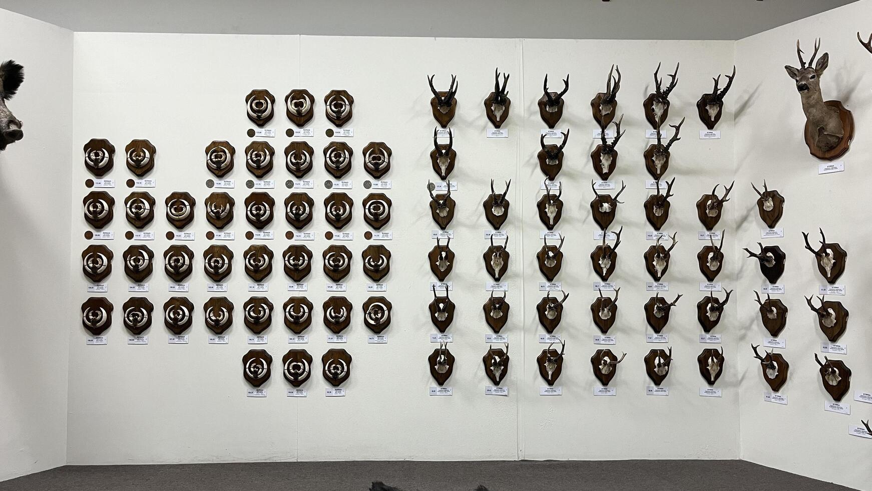 Kaunas, Lithuania. February 16, 2025. Rustic interior design element. Collection of vintage deer antler mounts in museum wall creating a striking visual pattern on a wall. photo