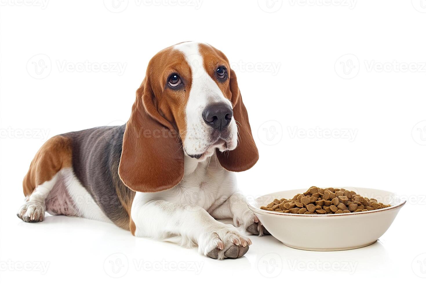 basset hound dog lying with white bowl of dry food isolated on a white background photo