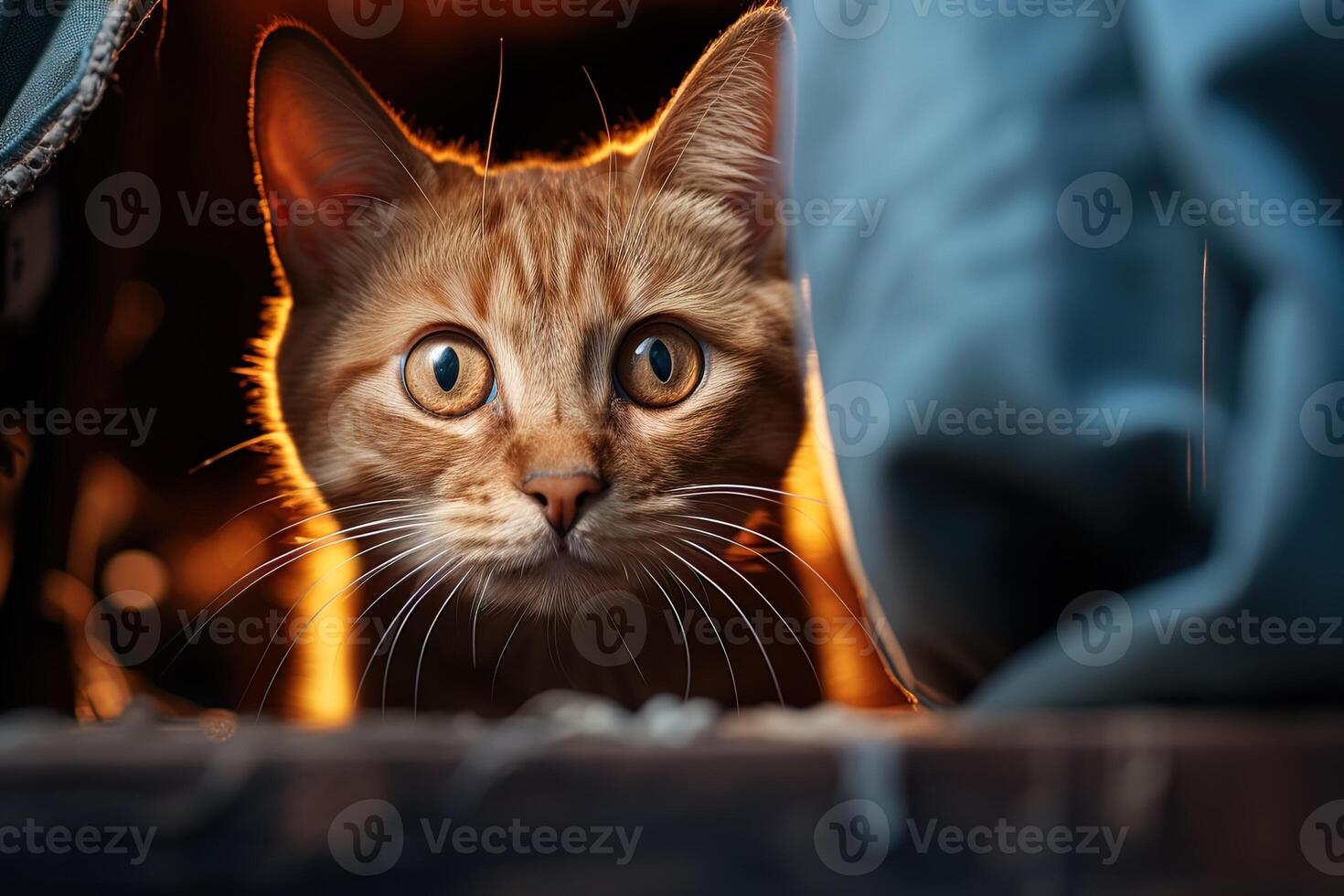 a frightened ginger cat peeks out from behind the curtain in a dark room photo