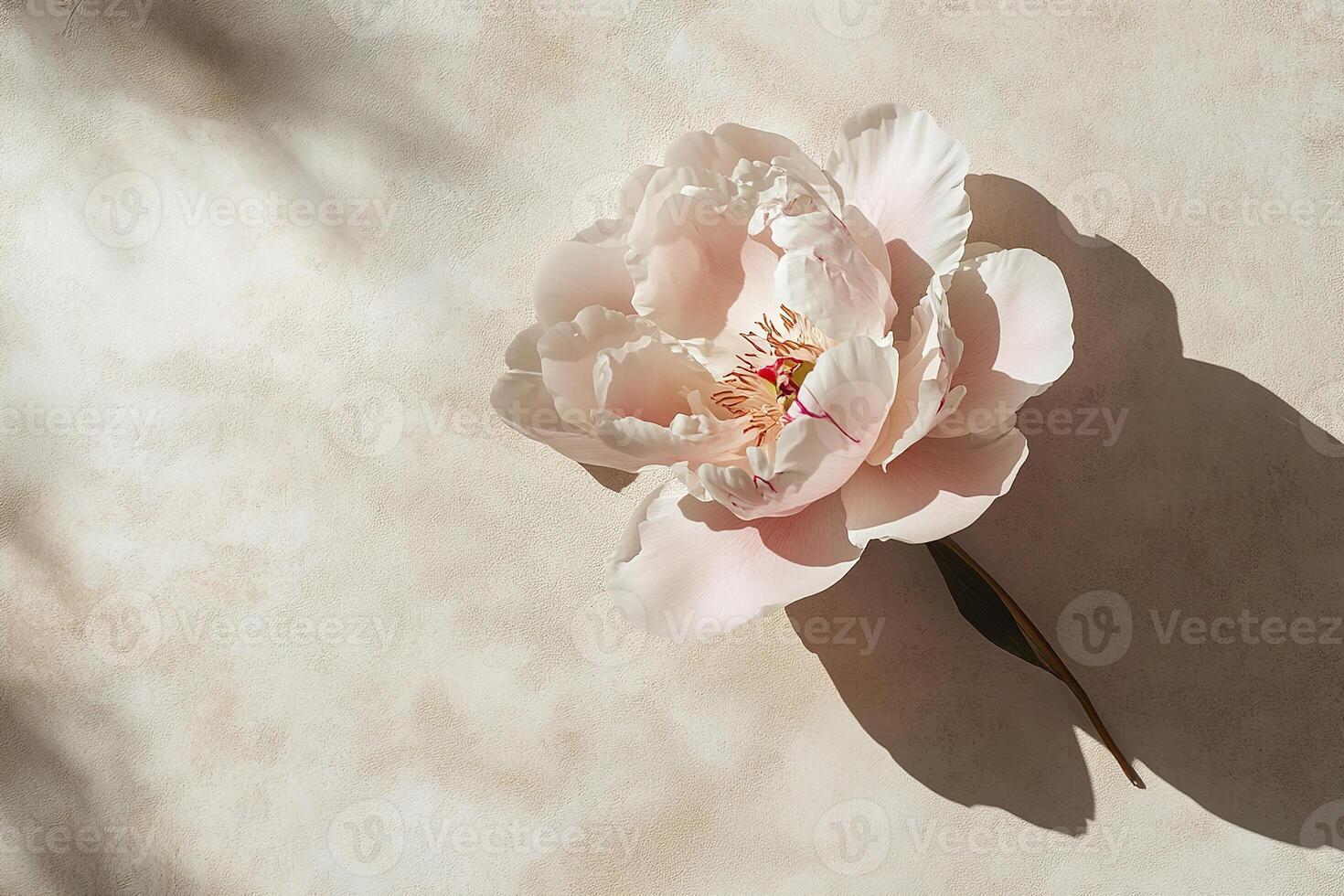 elegant and minimalist composition single pink peony flower bloom with soft petals on a neutral background with gently sunlight photo