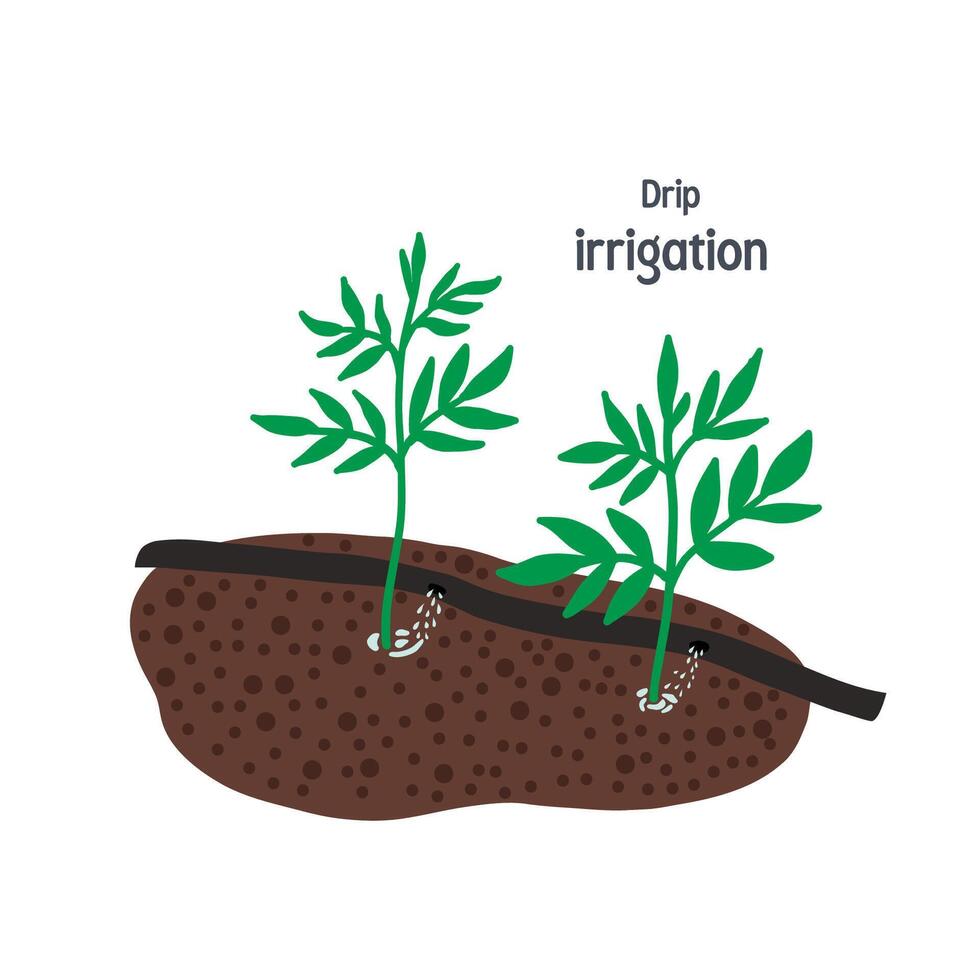 Drip irrigation for garden isolated on white background. vector