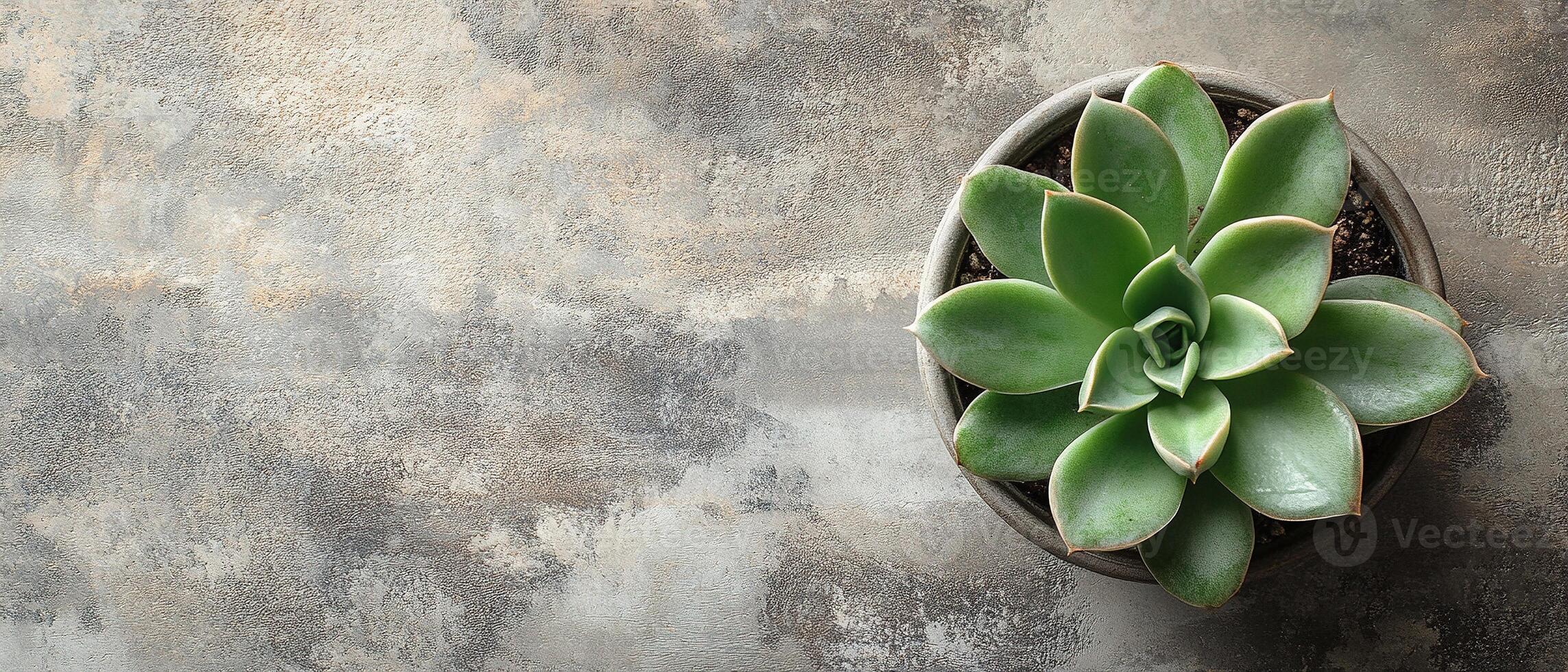 Top View of Green Echeveria Succulent on a Textured Concrete Background with Copy Space photo