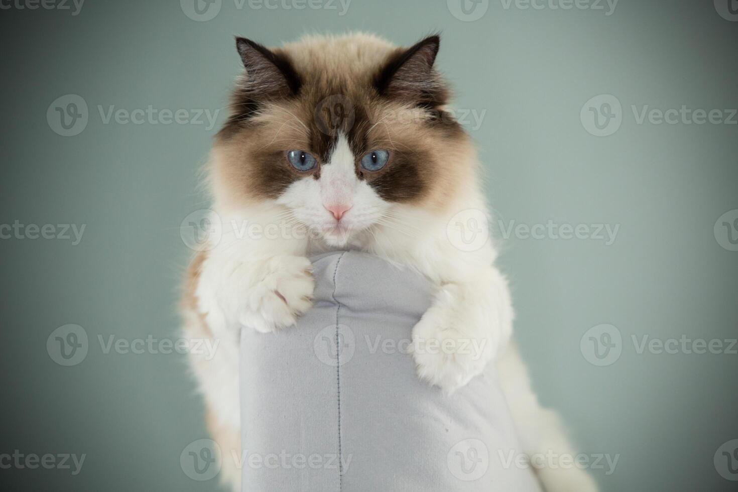 cat sits comfortably on the back of a chair, Ragdoll breed. photo